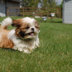Hondenfoto van Emely, Bently's baasje