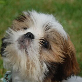 Hondenfoto van Emely, Bently's baasje