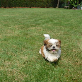 Hondenfoto van Emely, Bently's baasje