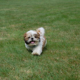 Hondenfoto van Emely, Bently's baasje