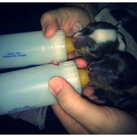 Barrel en Mütsi aan de fles