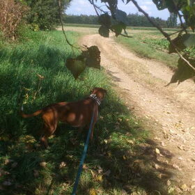 Hondenfoto van Ronnie & ««Jara»»
