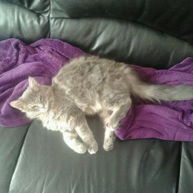 Wolfje Wolf (15 weken) lekker relaxen