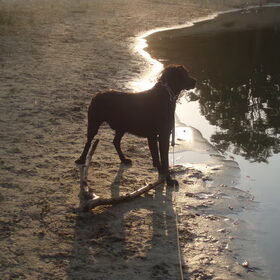 Hondenfoto van Kim, Roef, Casper+