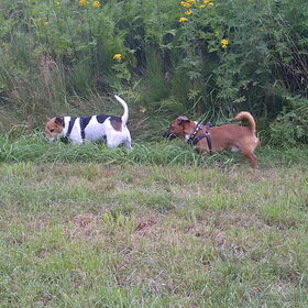Hondenfoto van ~**Saar,  Dexx & Daya **~