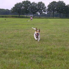 Noxx in actie.