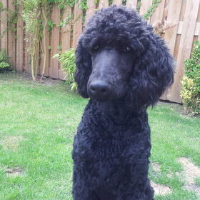 Hondenfoto van Aleida R.I.P. Viktor 04-04-97 * 20-01-2012