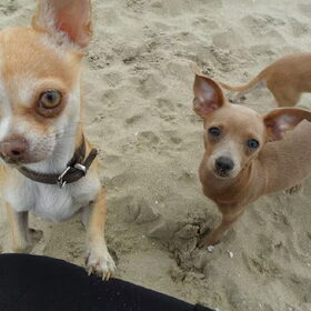 choco en ivy.