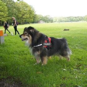 Hondenfoto van Taiko & Kiya Thalassa