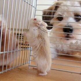 Sammy en Deva houden toezicht als Bobje Marley schoon hok…