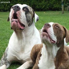 mooi