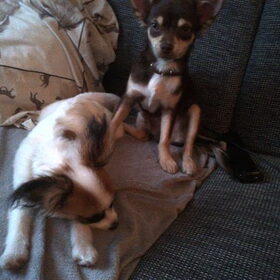 Hondenfoto van Toby <3