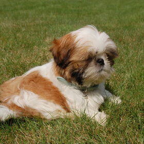 Hondenfoto van Emely, Bently's baasje