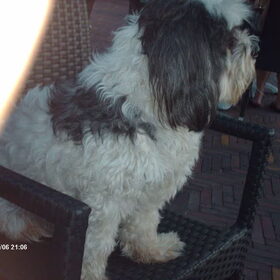 Hondenfoto van liesbeth,Turbo,Luna, Levi en Faith