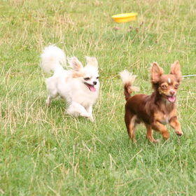 vincy en lilou