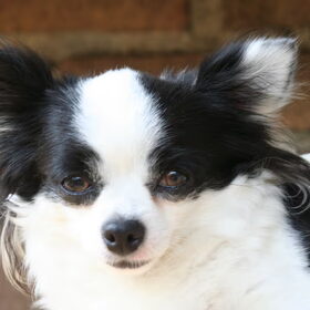 Hondenfoto van chihuahua's