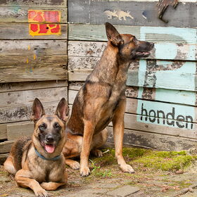 Hondenfoto van De Mecheltjes clan