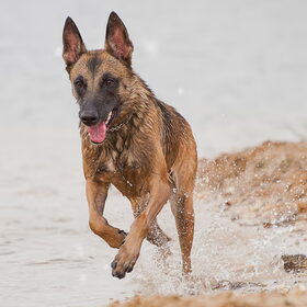 Hondenfoto van De Mecheltjes clan