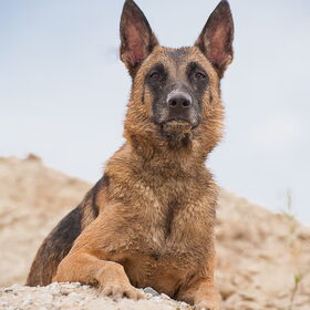 Hondenfoto van De Mecheltjes clan