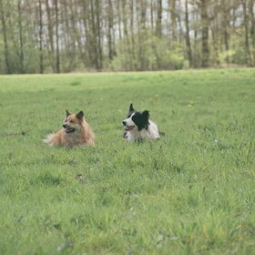 Samen met Jente
