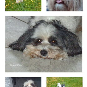 Hondenfoto van liesbeth,Turbo,Luna, Levi en Faith