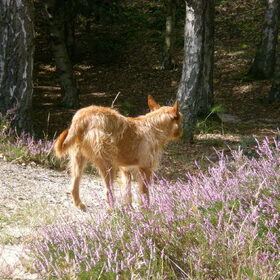 Lekker wandelen op de heide 29-08-2012