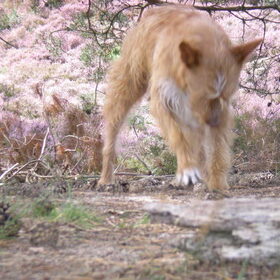 Lekker wandelen op de heide 29-08-2012
