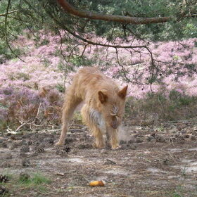 Lekker wandelen op de heide 29-08-2012