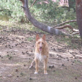 Lekker wandelen op de heide 29-08-2012