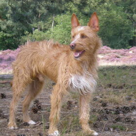 Lekker wandelen op de heide 29-08-2012