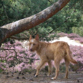 Lekker wandelen op de heide 29-08-2012