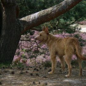 Lekker wandelen op de heide 29-08-2012
