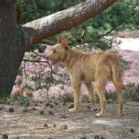 Lekker wandelen op de heide 29-08-2012