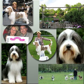 Hondenfoto van Du Huitième Jour Bearded  Collies