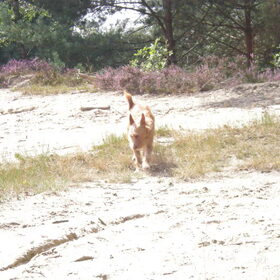Lekker wandelen op de heide 29-08-2012