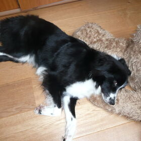 Hondenfoto van silke & woody 