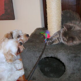 Samen spelen