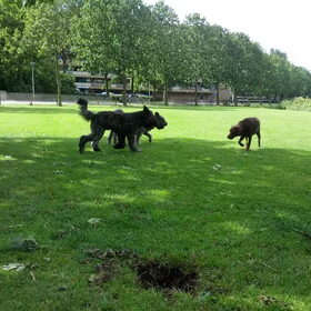 Twee bouviers die spelen met Spero, Evy zit onder mijn benen.