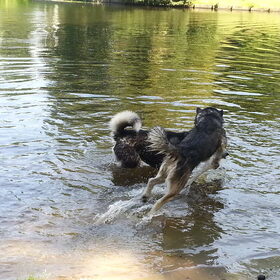Hondenfoto van Shamilla & Zena