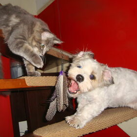 Samen spelen