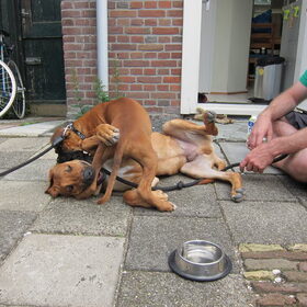 lekker bijten in elkaar... enig