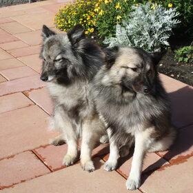 Siamese 2-ling???