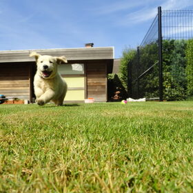 Spelen en rondrennen in de tuin met simba (:
