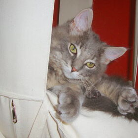 Lekker lui in de kattentrapeze