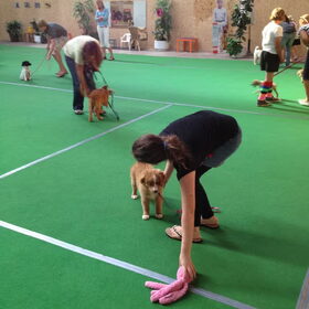 eerste les puppycursus