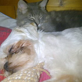 Samen Slapen