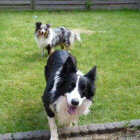 Hondenfoto van Puck & Fenrir 