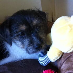 Hondenfoto van Mopske & Grappa