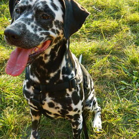 Hondenfoto van Yasmine, Perdie & Orga