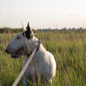 Hondenfoto van Hannah & Bink† en Beertje